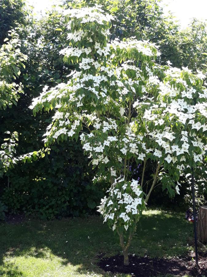 Hameln Jasmin